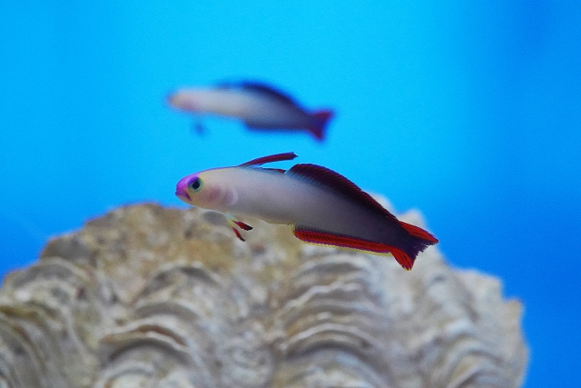 海底遺跡周辺で出会える生き物