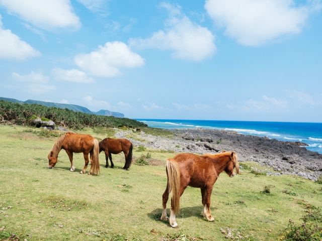 石垣島から与那国島への行き方は？運賃や運行時間からお得な情報までご紹介！