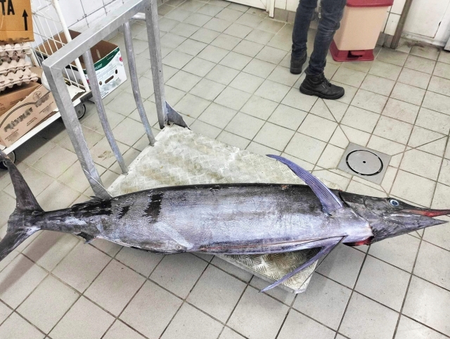 与那国島で体験する大物釣り！与那国島の釣りスポット＆おすすめ時期解説