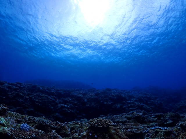 与那国島の透明度の高い海。海底に広がるサンゴと、キラキラと輝く美しい水面。
