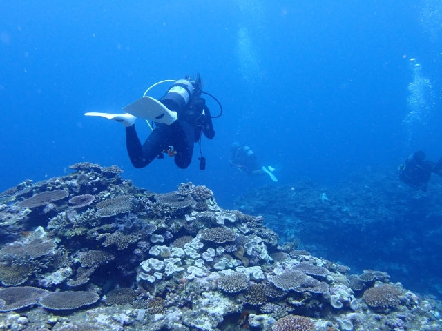 与那国島周辺の美しいサンゴ礁を探索する体験ダイビングの様子。